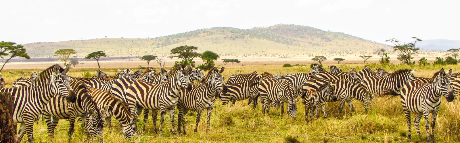 pexels-maasai-magic-3752887-5574041-v1